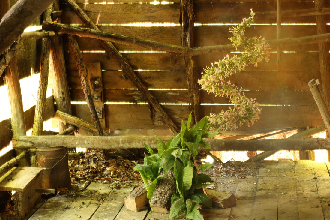 Field Notes: Tobacco Flower Installation